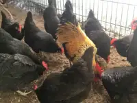 Куры несушки доставка по району, фотография 2