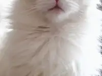 Девочка Мейн Кун, фотография 3