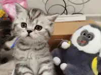 Шотландские котята, фотография 8