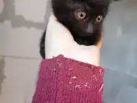 Отдам котят в добрые руки, фотография 2