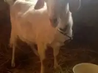 Коза