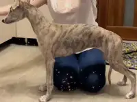 Щенки уиппета, фотография 4