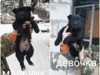 Щенки немецкой овчарки, фотография 6