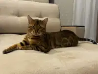 Бенгальский кот ВЯЗКА