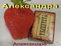 САЖЕНЦЫ КЛУБНИКИ - 50 сортов - купить  в Бресте  с питомника, фотография 12