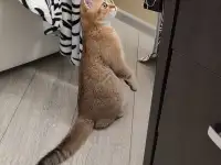 Шотландцы, фотография 3