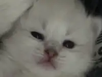 Котята Невские Маскарадные
