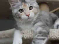 Кошечка породы мейн-кун.