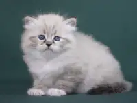 Сибирский котенок, невский маскарадный котенок, фотография 4