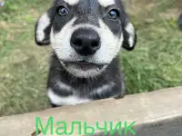 Щенок ищет семью