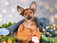 Русский той длинношерстный, фотография 4