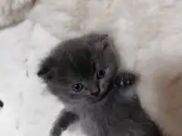 Котята вислоухие шотландские, фотография 6
