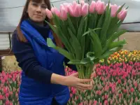 Тюльпаны оптрозница от производителя