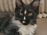 Котятa Мейн Куны питомник