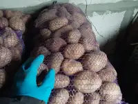 Картофель