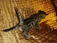 Роскошные бенгальские котята, фотография 10