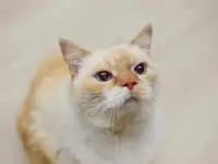 Очаровательный белый кот Пончик ищет дом и любящую семью!, фотография 5