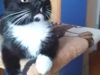 Котёнок ВАСИЛЕК ищет дом, фотография 5