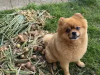 Продам щенка шпица, фотография 6