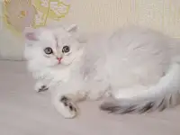 Британская кошечка, фотография 2