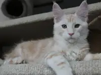 Мейн-кун котенок!, фотография 8
