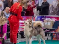 Хендлер в Минске, фотография 3