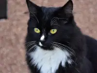Кошка Поночка, фотография 3