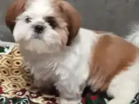 Щенок щит цу
