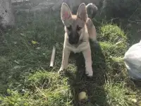 Весёлый щенок