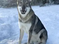 Чехословацкий влчак