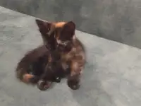 Котята в дар, фотография 2