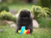 купить щенка шпица в Минске