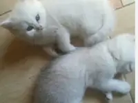 Бриташки очаровашки, фотография 2