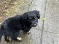 Домашние питомцы, фотография 3