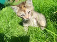 Котята в хорошие руки, фотография 7
