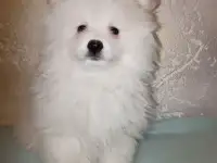 ШПИЦ, фотография 10