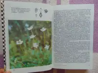 Русское разнотравье. Справочник, фотография 7
