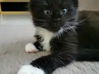 Котятa Мейн Куны из серцифицированного питомника, фотография 7
