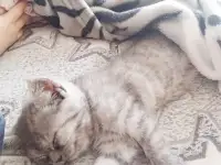 Шотландские котята, фотография 4