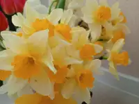 Свежесрезанные нарциссы
