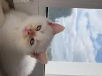 Котята шотландской короткошерстной, фотография 12