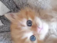 Котята сибирские, фотография 2