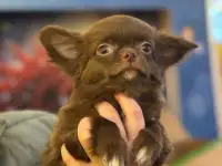 Чихуахуа щенки, фотография 4