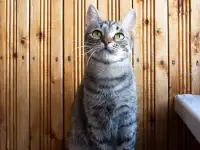 Котенок Тоффи, 7 мес., фотография 9