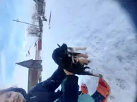 Маленькие девчонки дворянской породы ищут себе дом, фотография 3