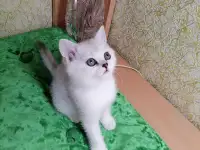 Британские котята, фотография 4