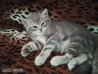 Котенок, фотография 3