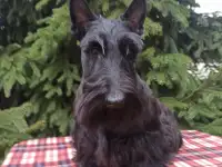 ЩЕНОК СКОТЧТЕРЬЕРА