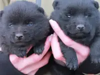 щенки Шипперке