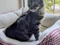 котенок, фотография 7